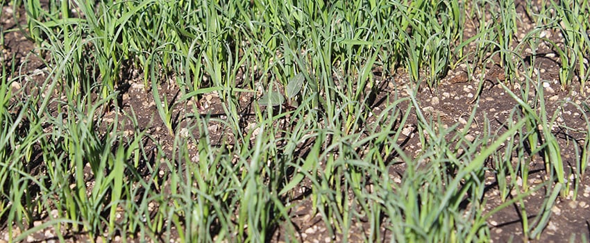 new lawn growing in soil blended with SoilRox (small)